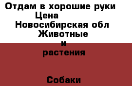 Отдам в хорошие руки › Цена ­ 2 000 - Новосибирская обл. Животные и растения » Собаки   . Новосибирская обл.